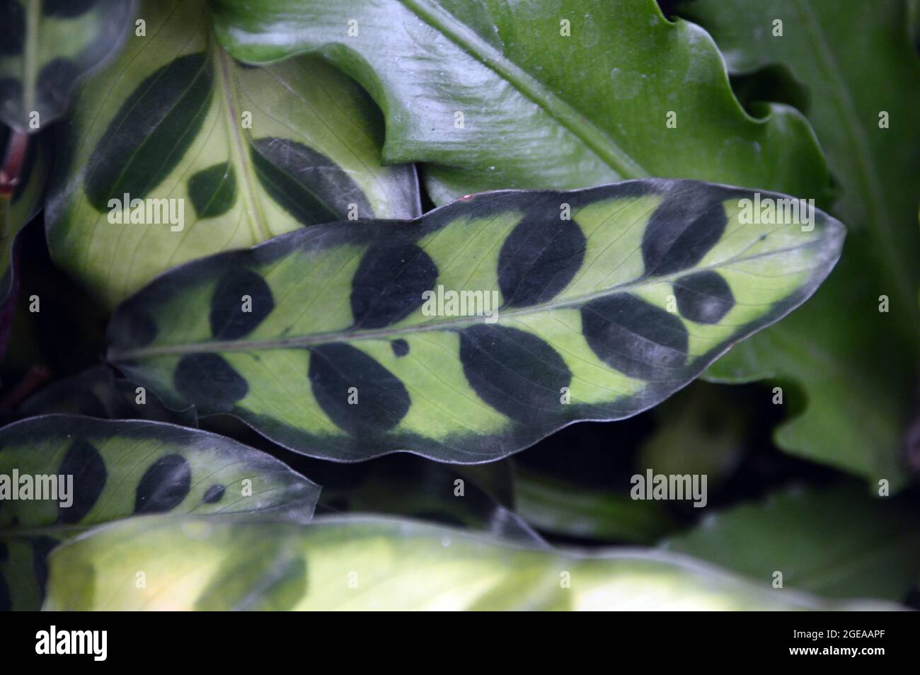 Close up of Leaf on a Calanthe Lancifolia 'Rattlesnake Plant' Houseplant at RHS Garden Harlow Carr, Harrogate, Yorkshire, England, UK. Stock Photo