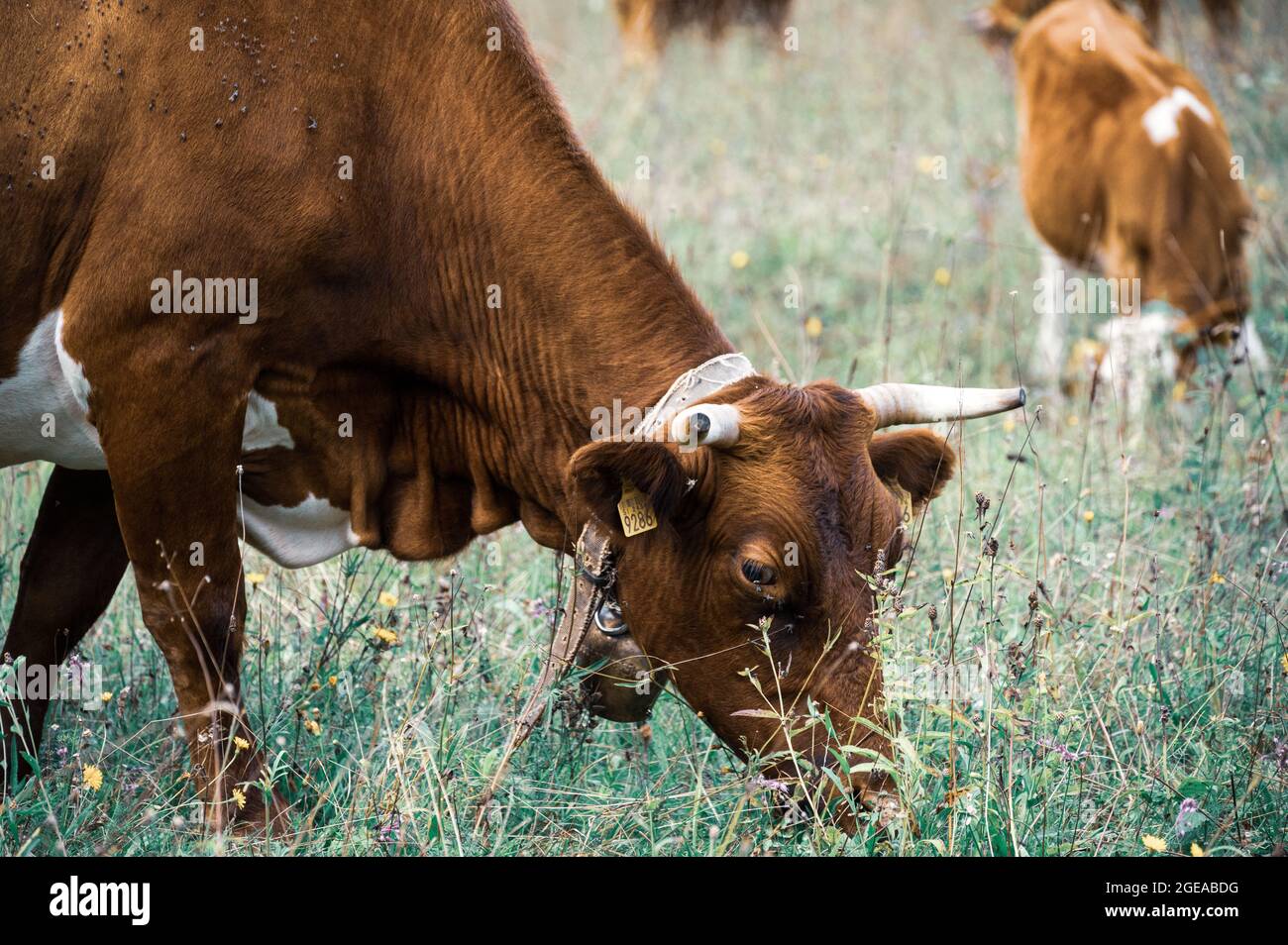 Brown cows in a flowering pasture Stock Photo - Alamy
