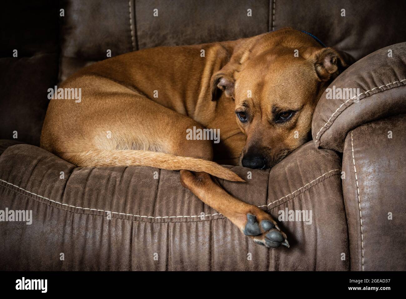 A beautiful red dog curled up on comfy rustic farmhouse sofa. Stock Photo