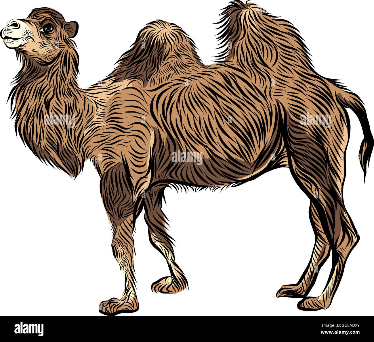 Bactrian camel hand drawn sketch vector illustration Stock Vector