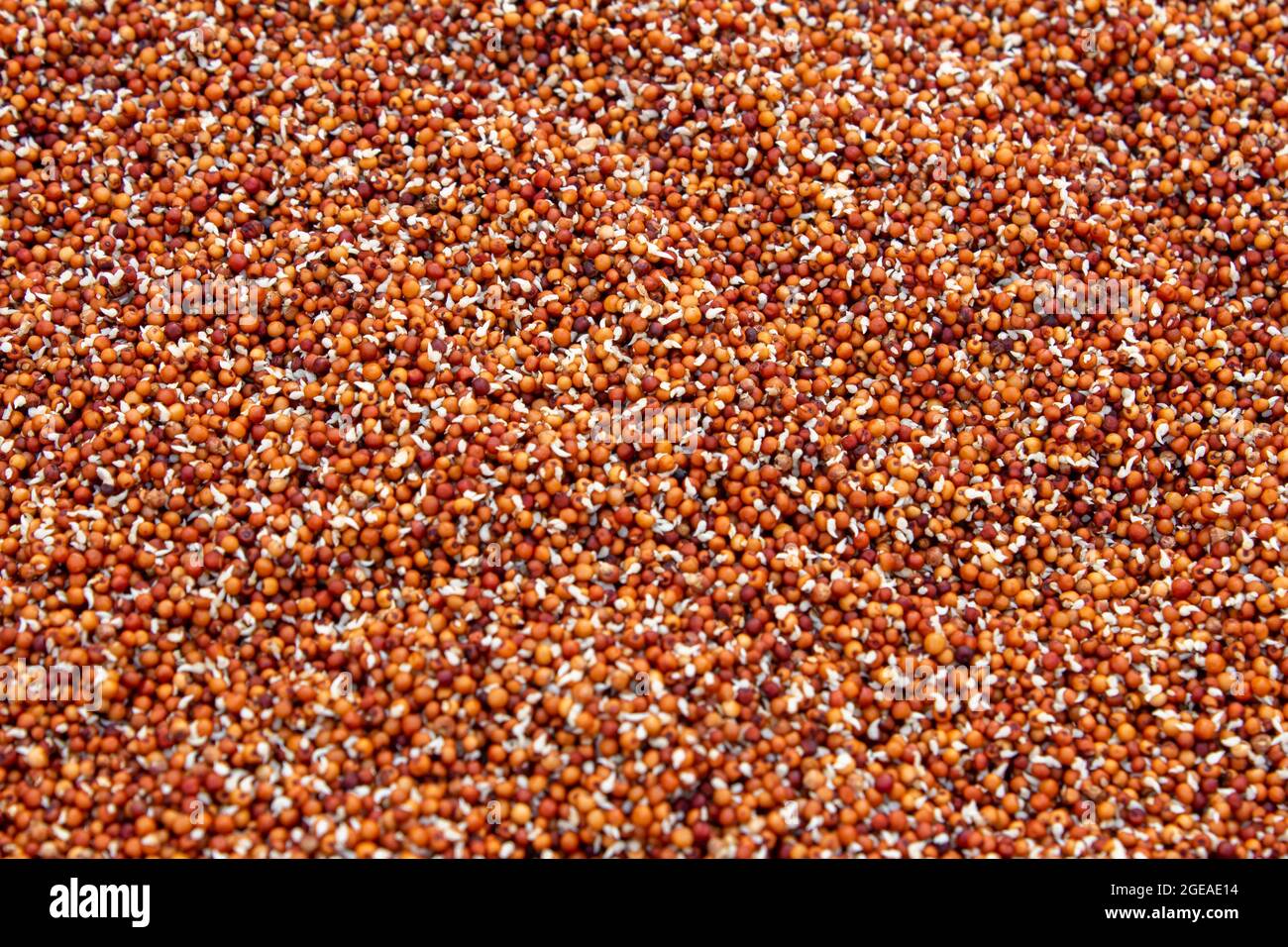 View of finger millet (also known as Italian millet) which is a healthy