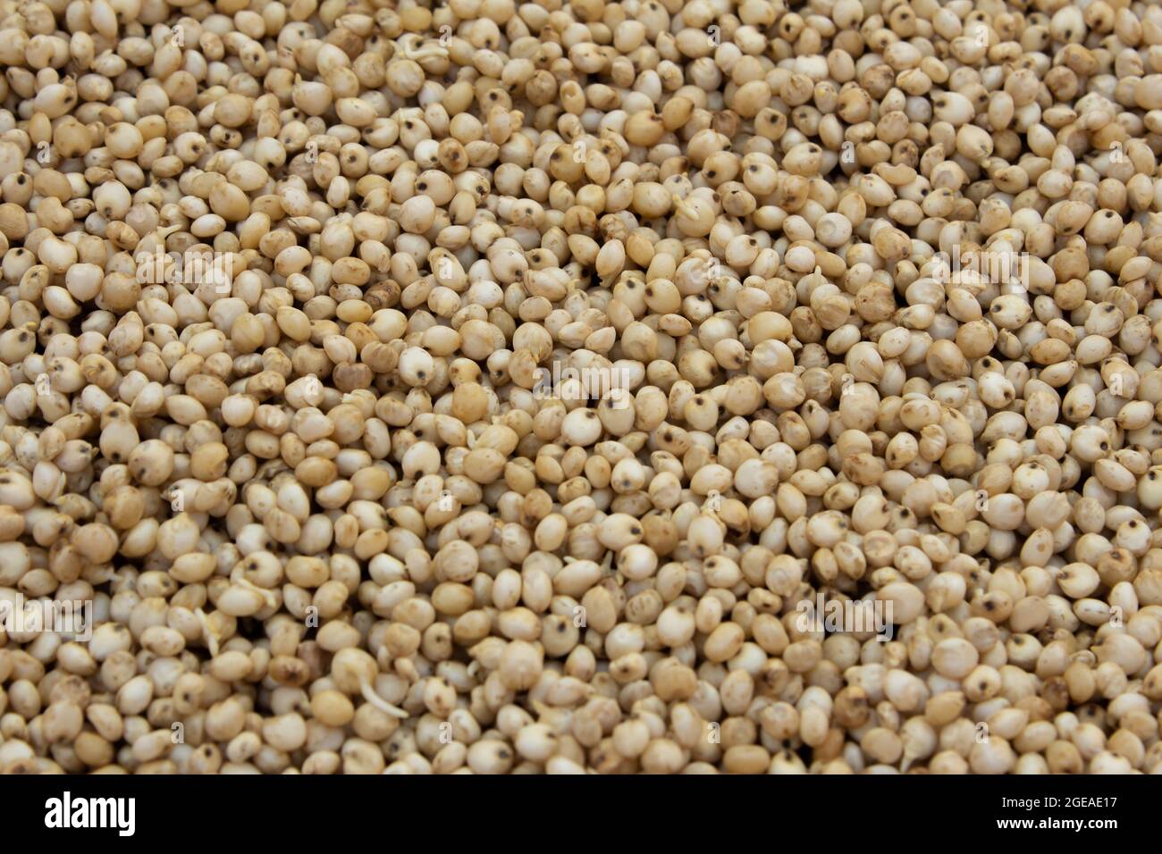 View of proso millet (also known as common millet) which is a food rich in protein Stock Photo