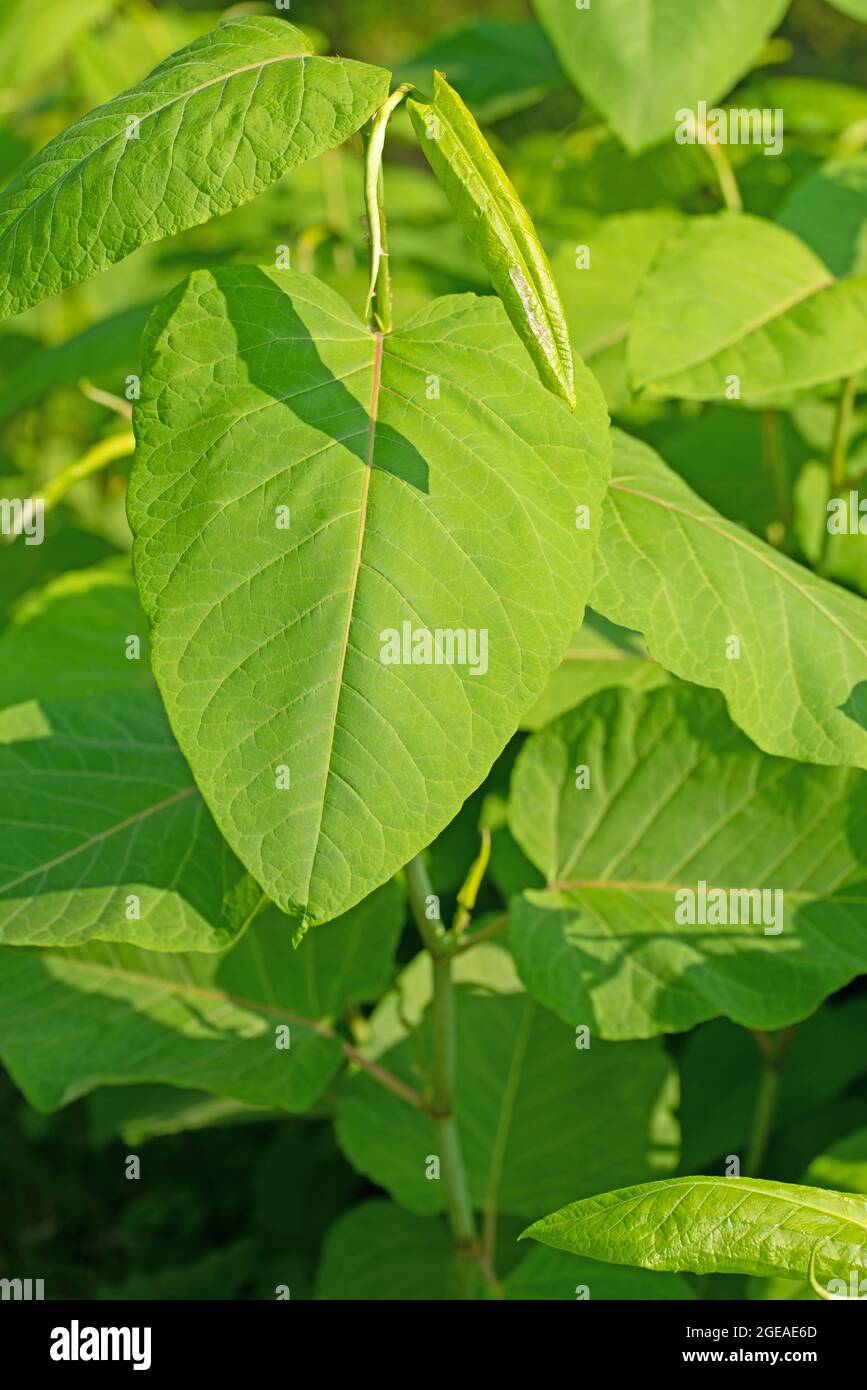 Young leaves of the Japanese knotweed, Fallopia japonica Stock Photo