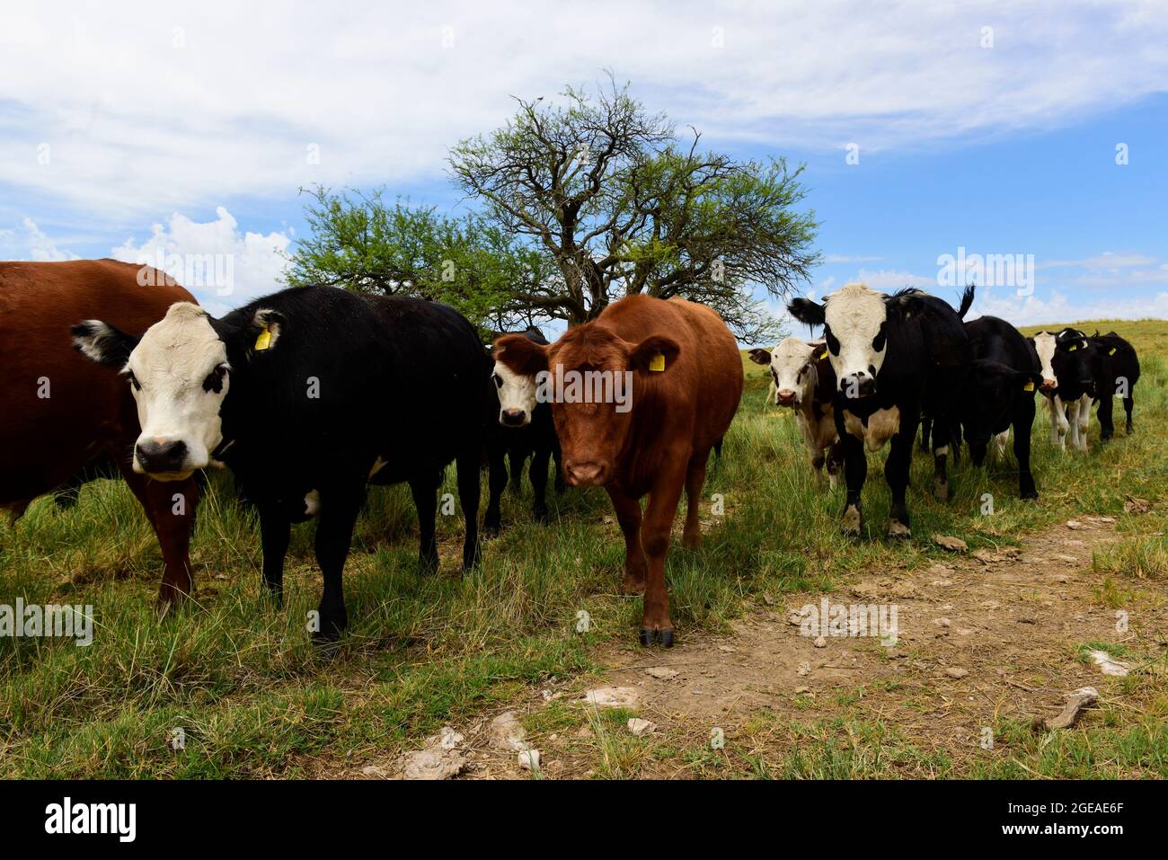 Cows raised with natural pastures, meat production in the Argentine ...