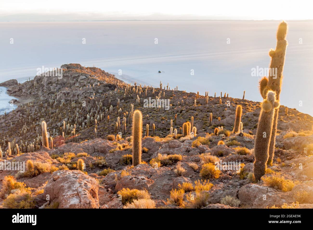Isla Incahuasi (Isla del Pescado) in the middle of the world's biggest salt plain Salar de Uyuni, Bolivia. Island is covered in Trichoreus cactus. Stock Photo
