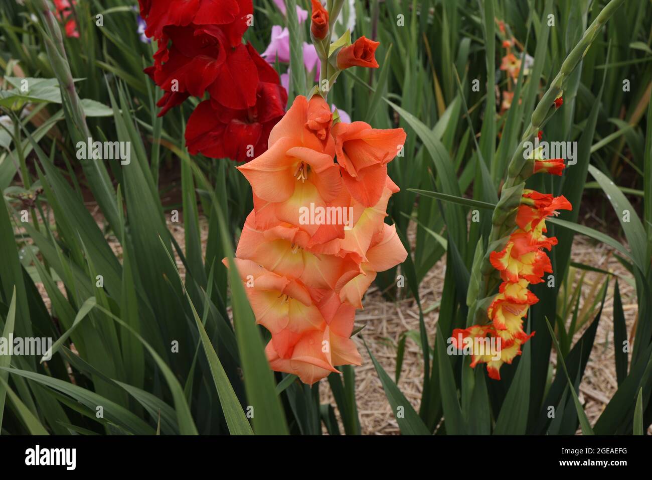 Beautiful natural gladiolus flower in the garden. Stock Photo