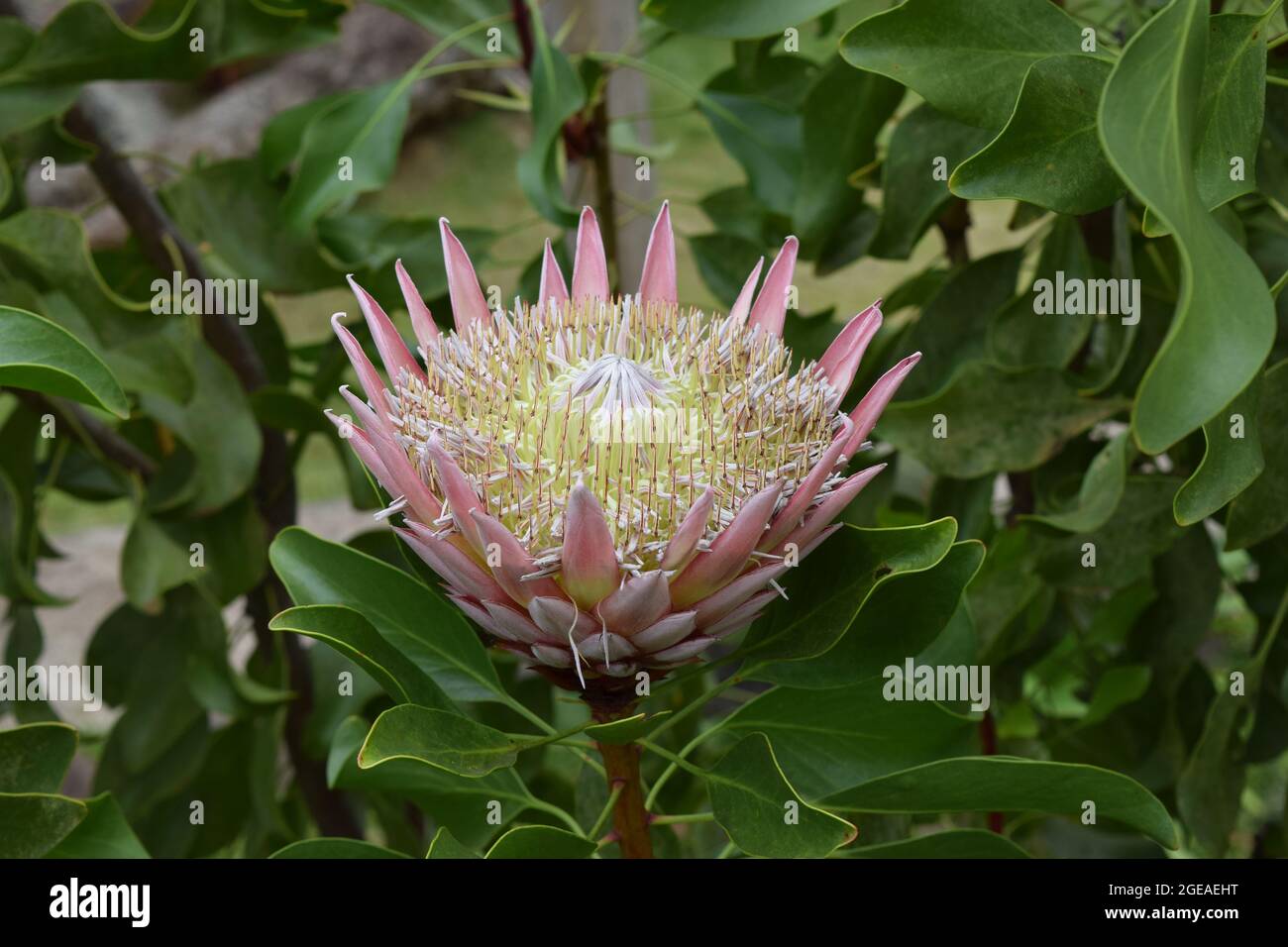 Blooming King Protea in Maui Stock Photo