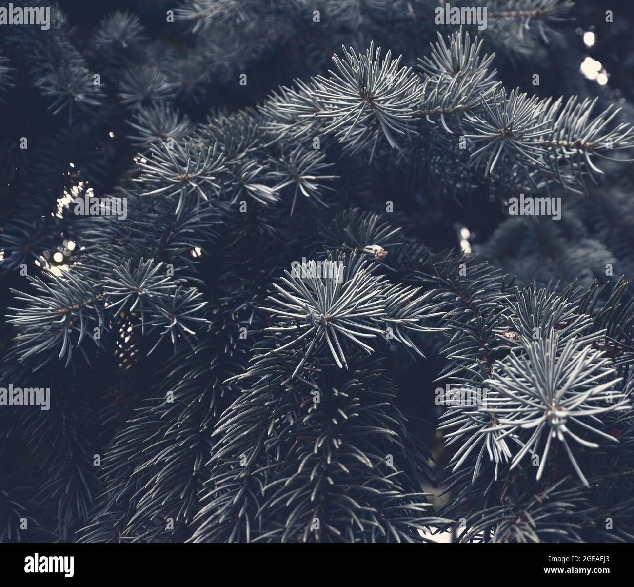 Beautiful green fir-tree texture. Art design decor for holiday ...