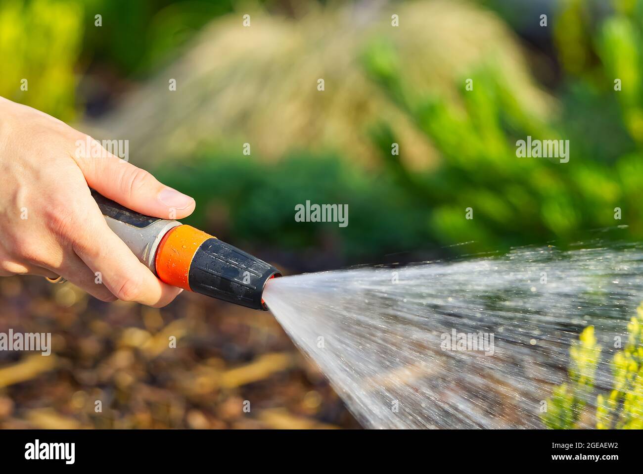 Hand holding a hose watering flowers.watering the flower beds with a