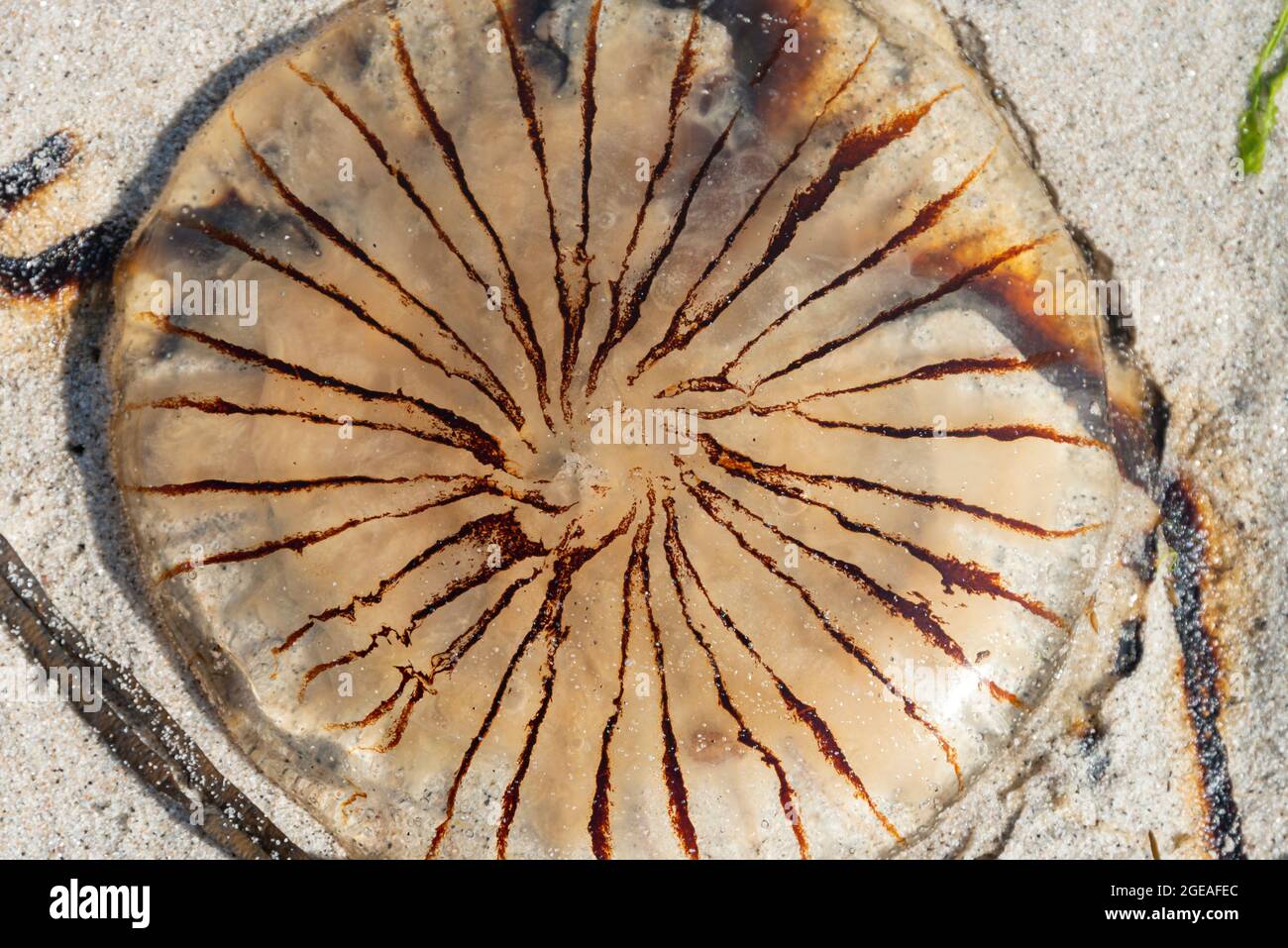 A compass jellyfish (Chrysaora hysoscella) washed up on Porthloo Beach, St Mary's, Isles of Scilly Stock Photo