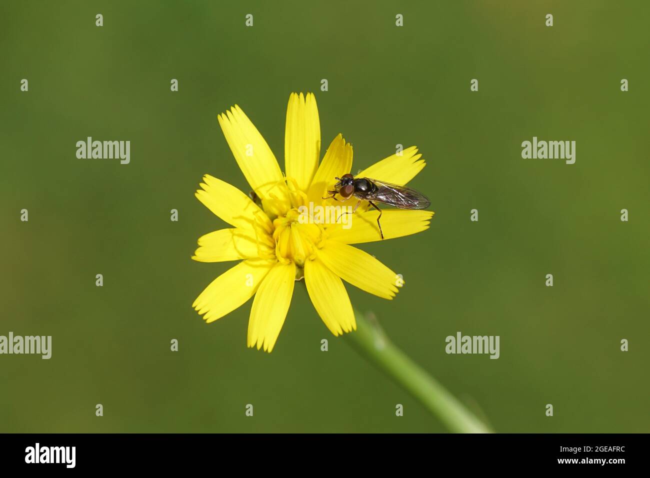 Female hoverfly Platycheirus albimanus, family hoverflies (Syrphidae) on flower of catsear, flatweed (Hypochaeris radicata). Netherlands, summer, Stock Photo