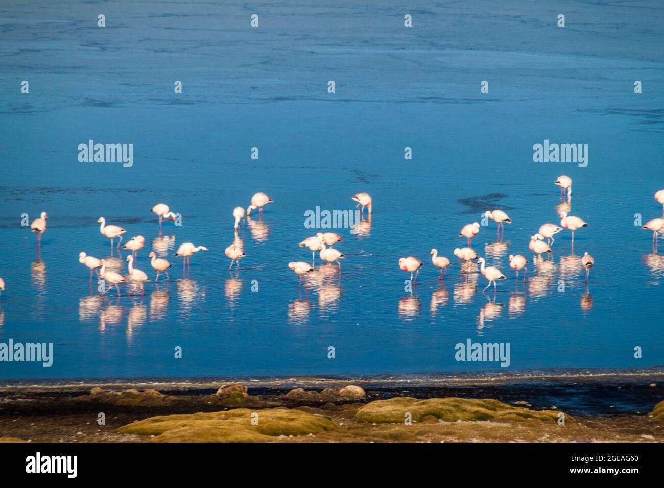 Flamingos in Laguna Collpa lake in Reserva Nacional de Fauna Andina Eduardo Avaroa protected area, Bolivia Stock Photo