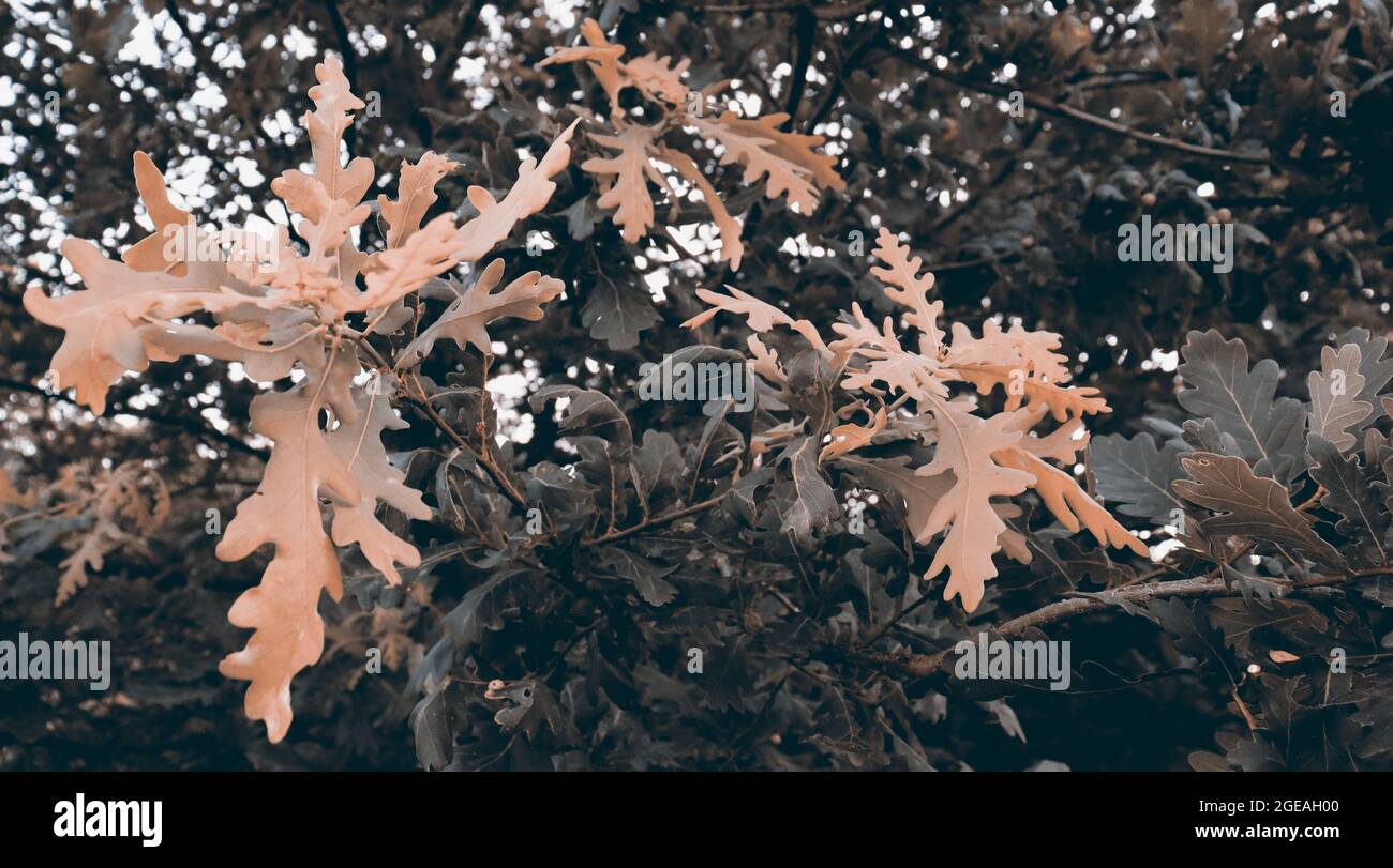 Beautiful green leaves texture. Nature background with oak tree Stock ...