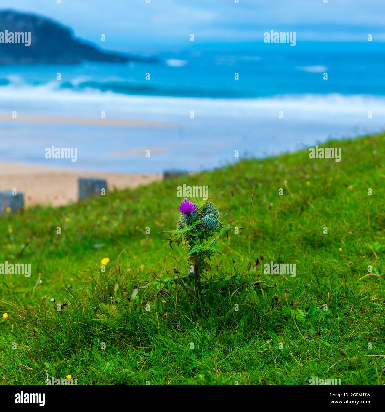 A Scottish thistle blooming against Dalmore beach on the Isle of Lewis, Outer Hebrides, Scotland, UK Stock Photo
