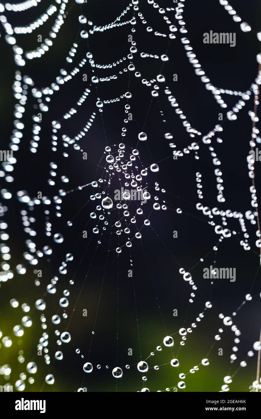 Spider mesh with Dew drops Pattern as Abstract natural background. Pattern with dew drop texture on spider mesh on green background. Macro closeup. Stock Photo