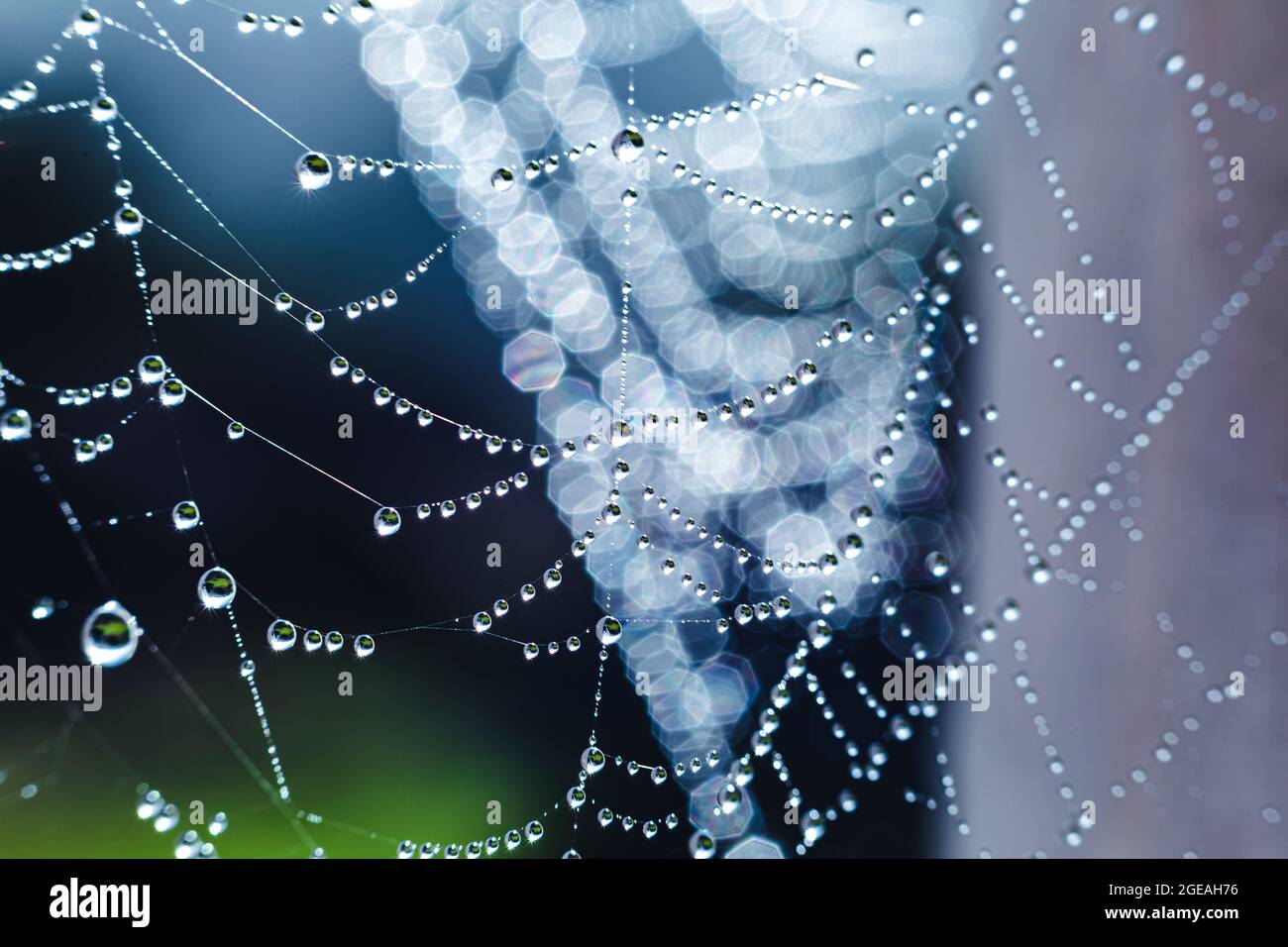 Spider web on abstract blur green background - PatternPictures