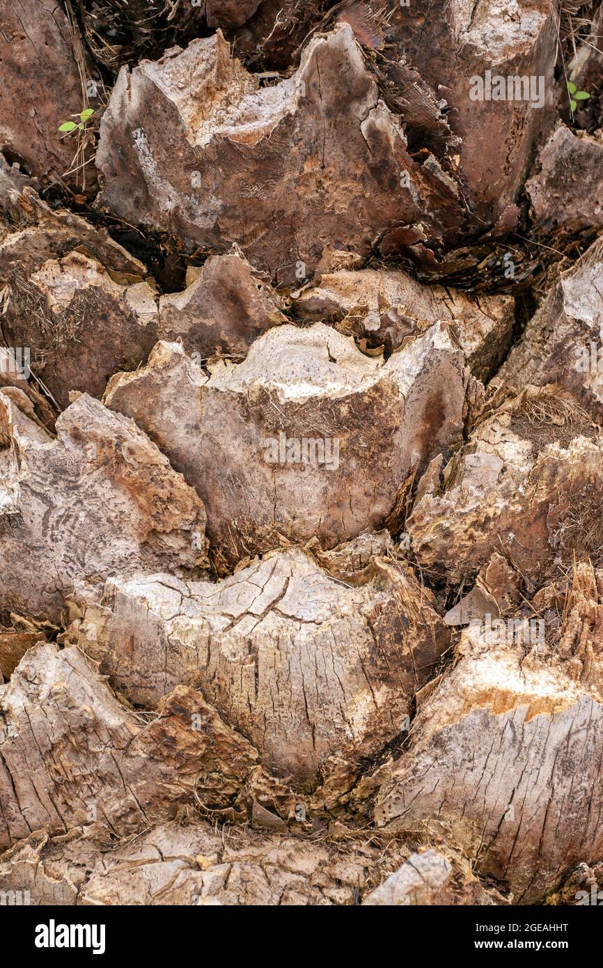 Bark of a palm tree in Rome, Italy Stock Photo Alamy