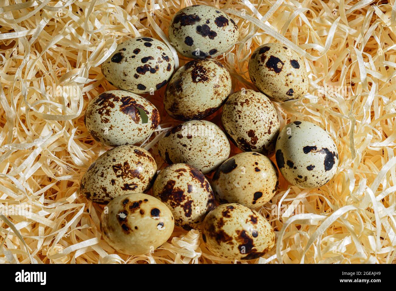 broken quail egg with whole eggs on wood shavings, top view close-up Stock Photo