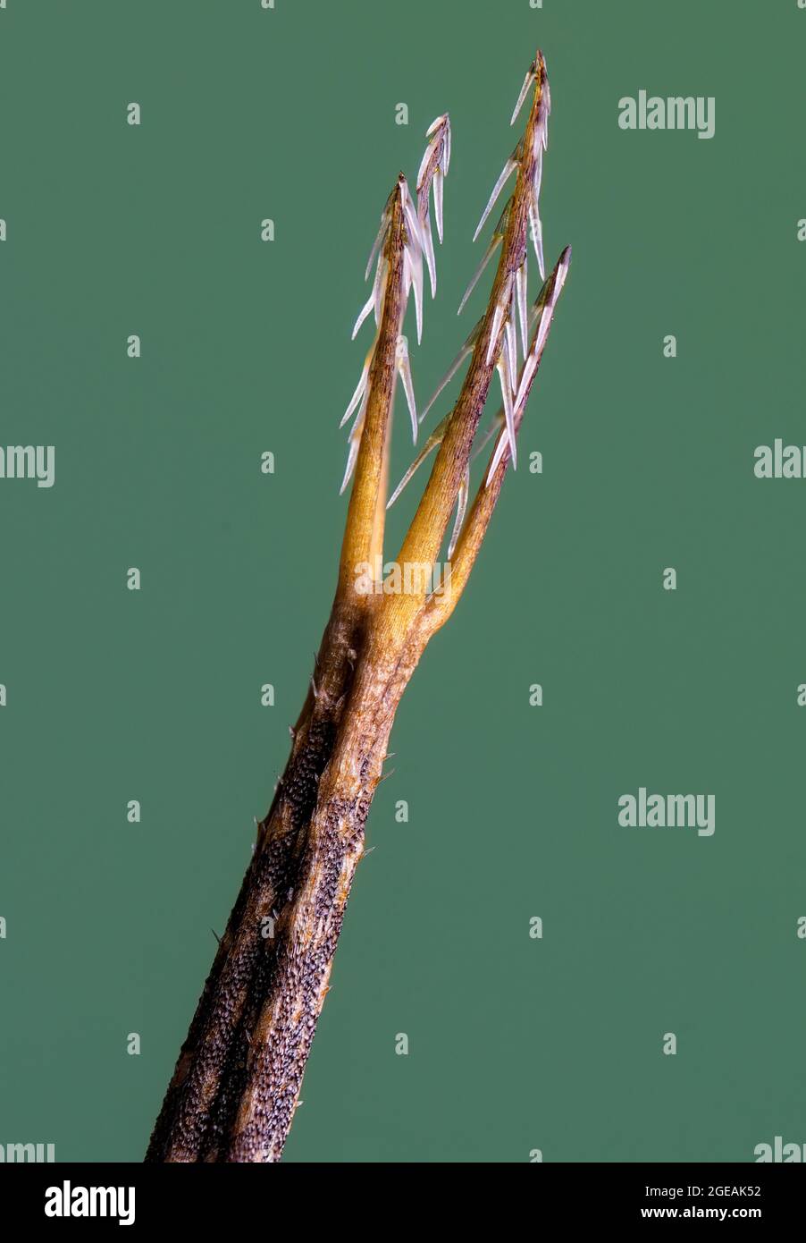 Tip of Spanish needle seed (Bidens bipinnata) showing spines and barbs