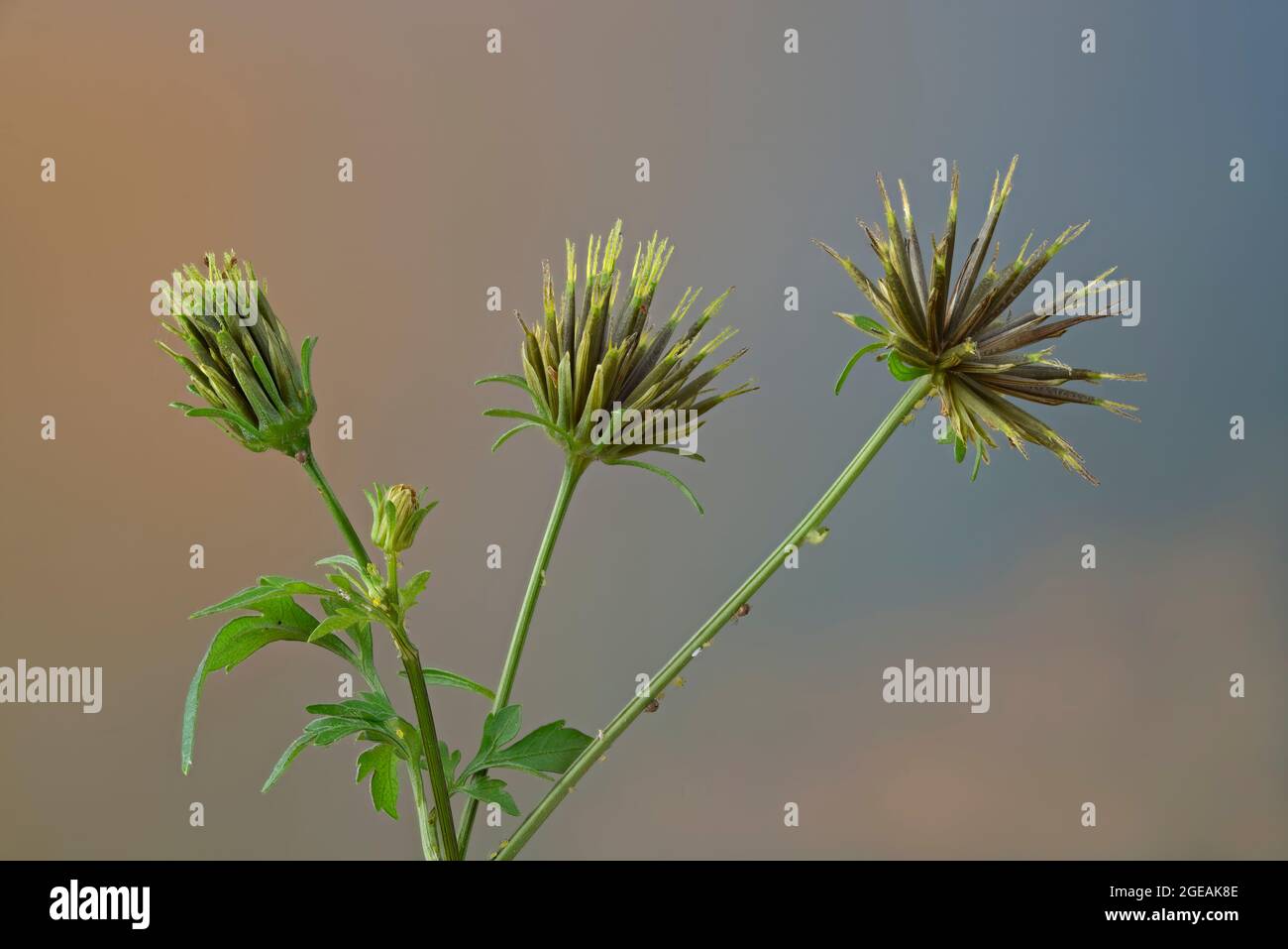 Maturing seeds of Spanish needles (Bidens bipinnata) plant. Spines and