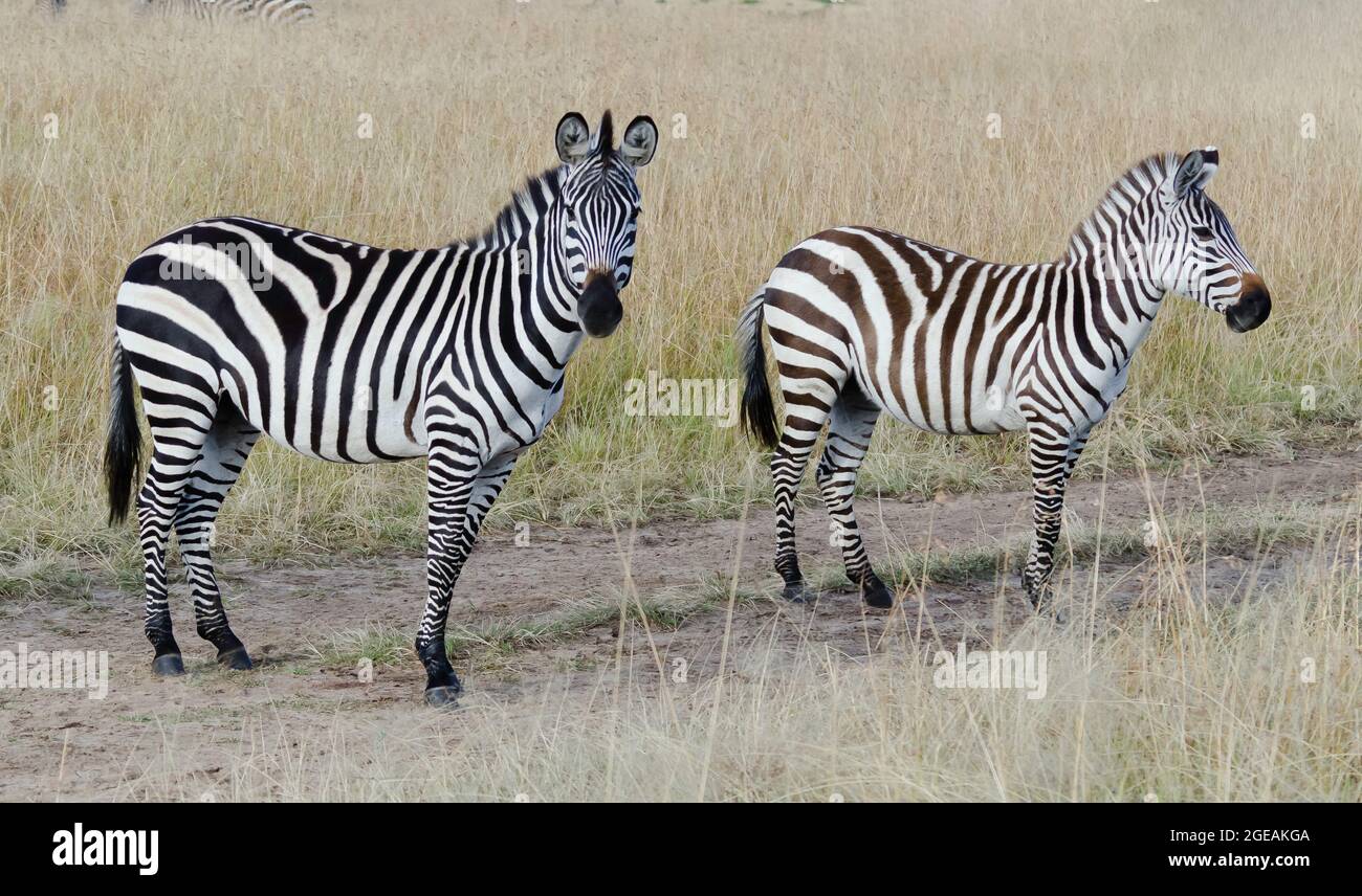 Zebras in the Savanna Stock Photo