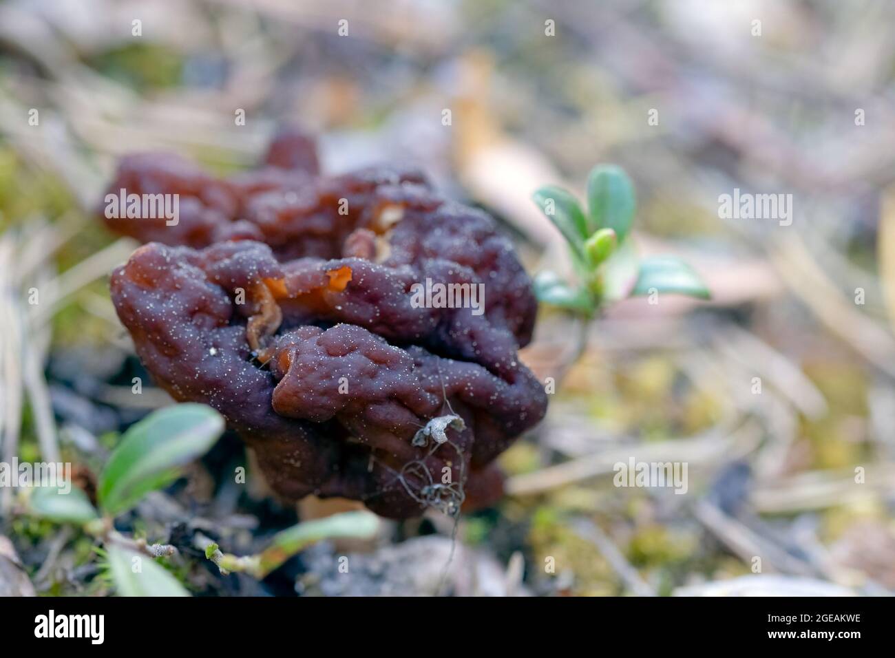 false morel Stock Photo