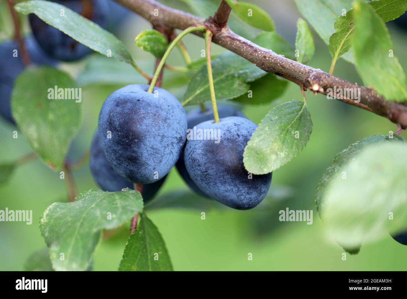 Plum tree autumn hires stock photography and images Alamy