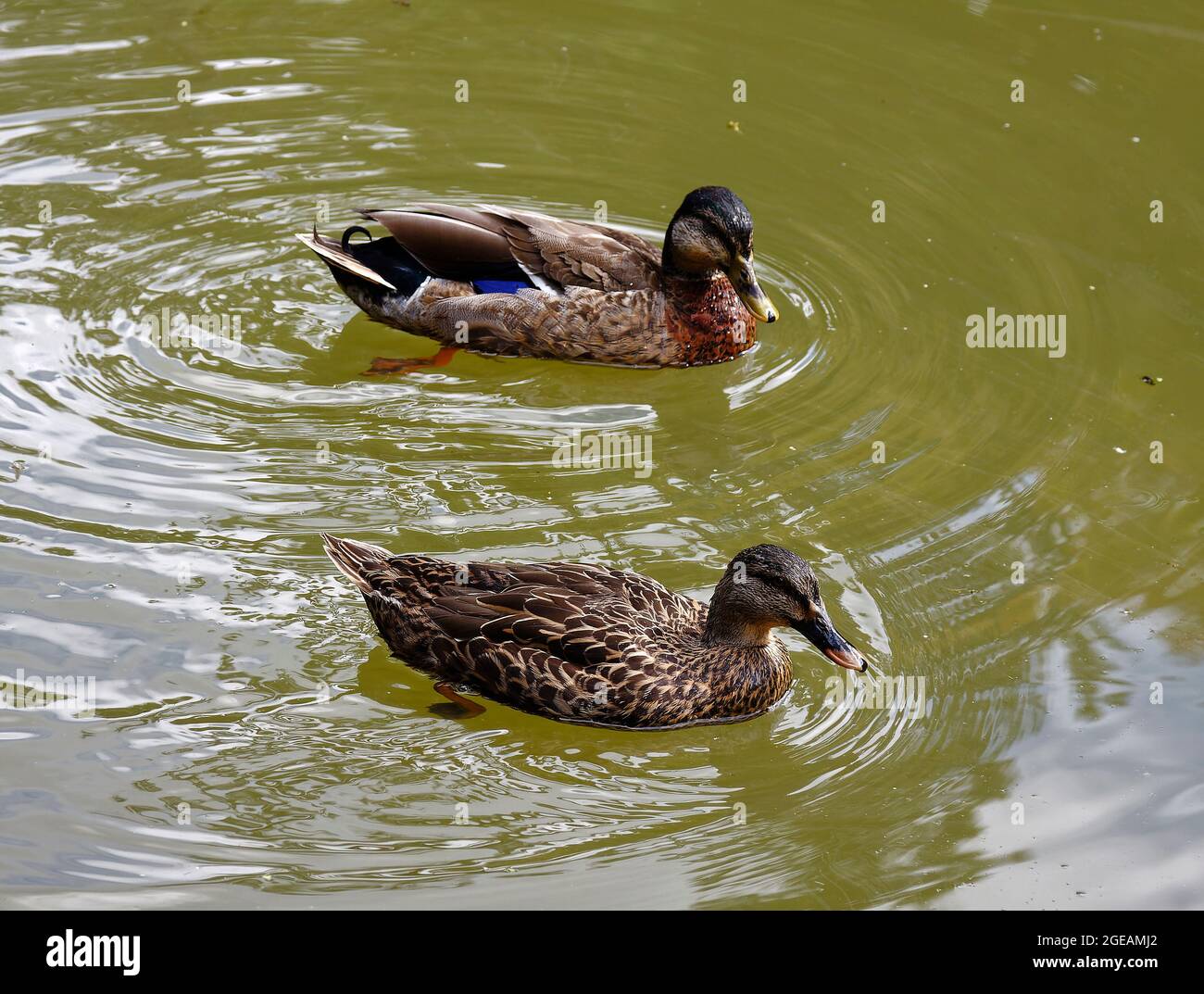 duck pair swimming, brown speckled, wildlife, fowl, animals, two; New Zealand Stock Photo