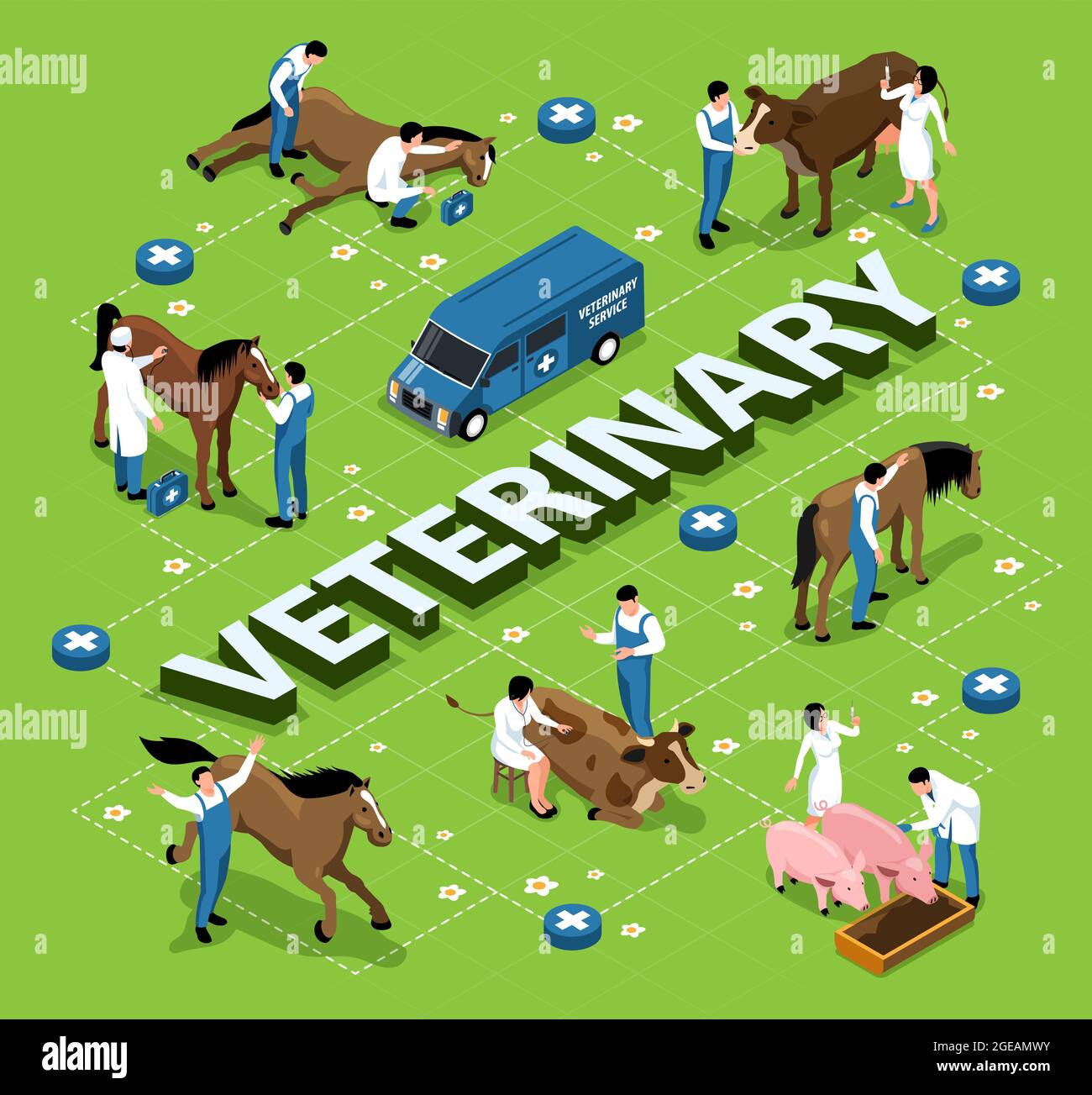 Farm animals livestock veterinary isometric infographic flowchart with