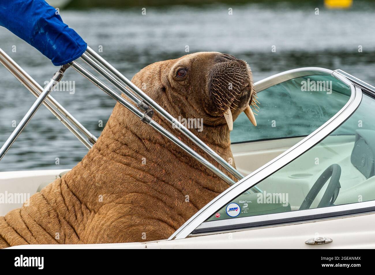 Crookhaven, West Cork, Ireland. 18th Aug, 2021. The Arctic Walrus