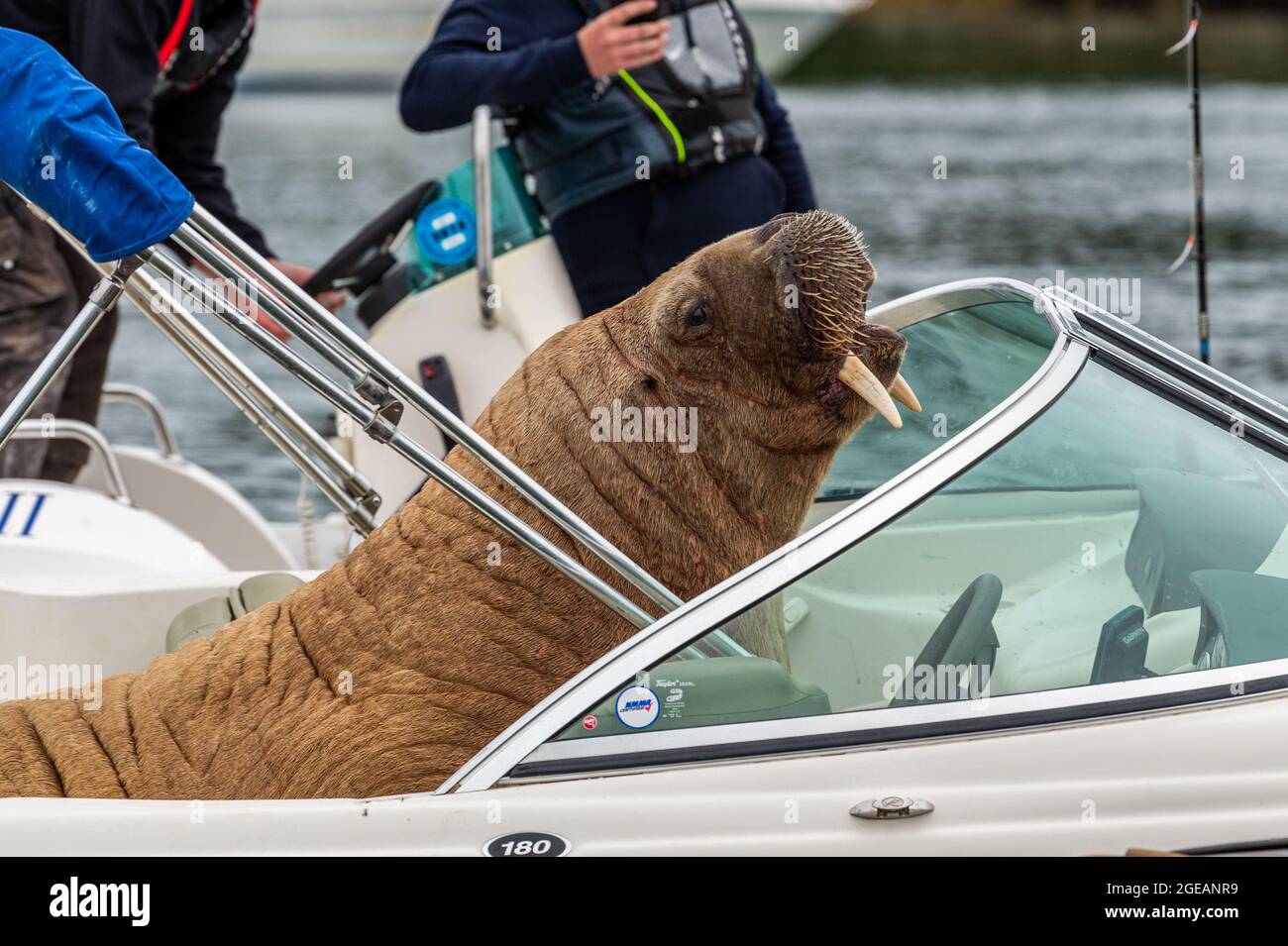 Crookhaven, West Cork, Ireland. 18th Aug, 2021. The Arctic Walrus