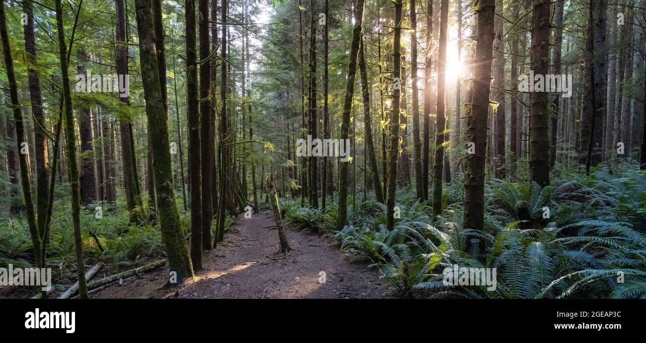 Hiking Path to Mystic Beach in the Vibrant Rainforest Stock Photo