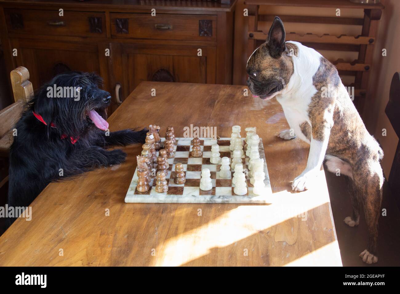 French Bulldog Chess Set