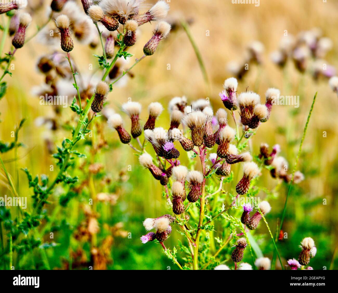 Violet drops in a meadow with dried peanut-shaped flower heads and dried grass Stock Photo