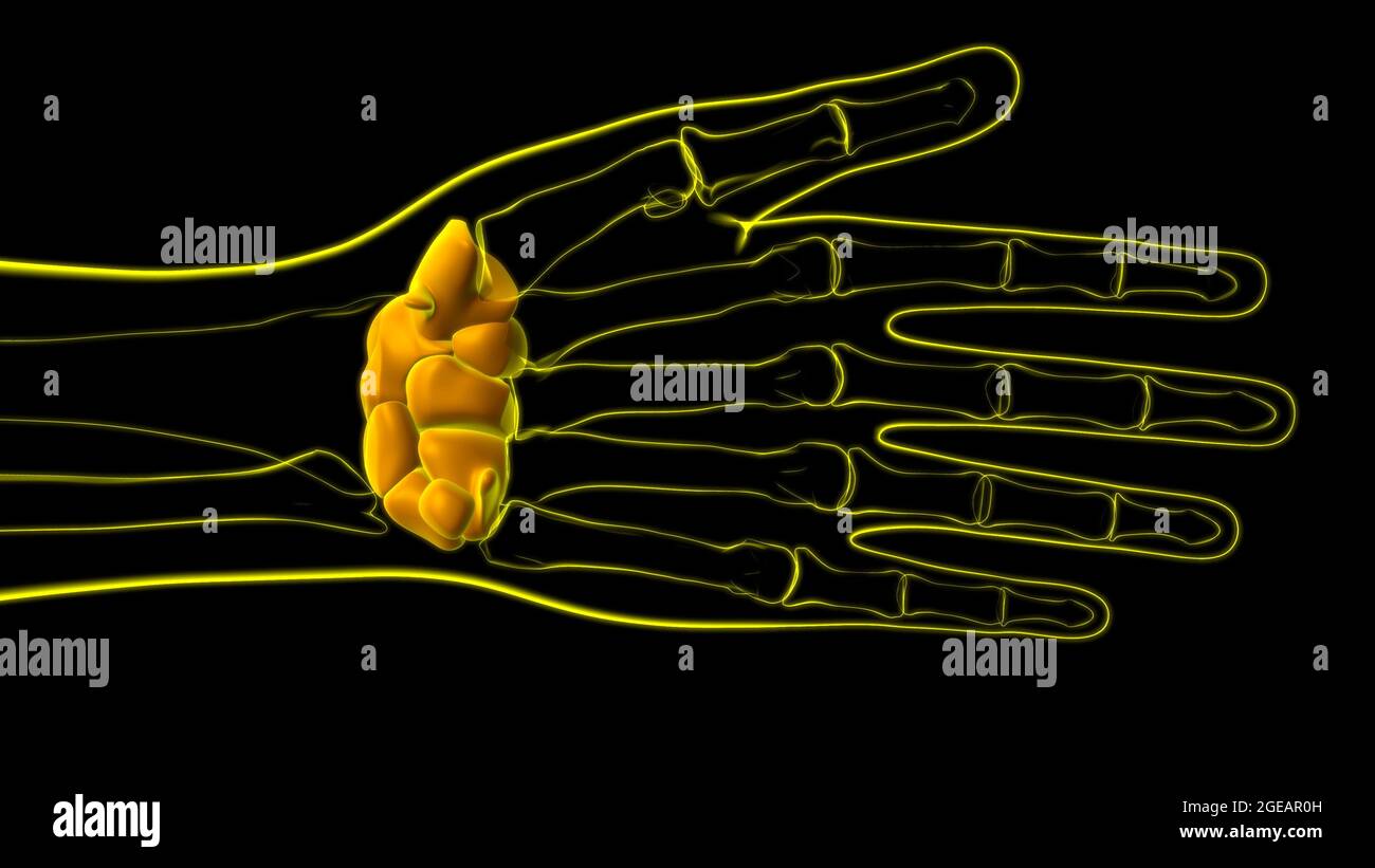 Human Skeleton Hand Wrist Carpals Bone Anatomy For Medical Concept 3D ...
