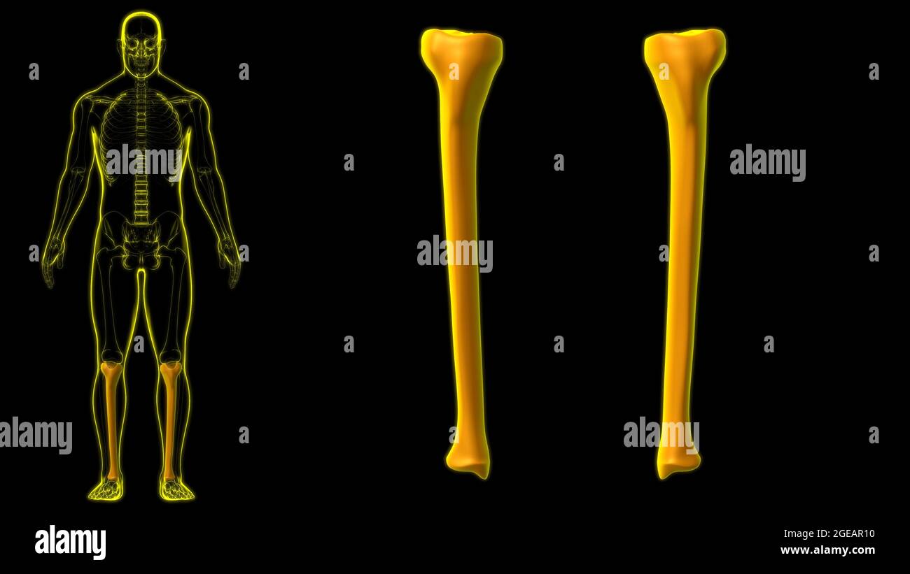 Human skeleton anatomy Tibia Bone 3D Rendering For Medical Concept ...
