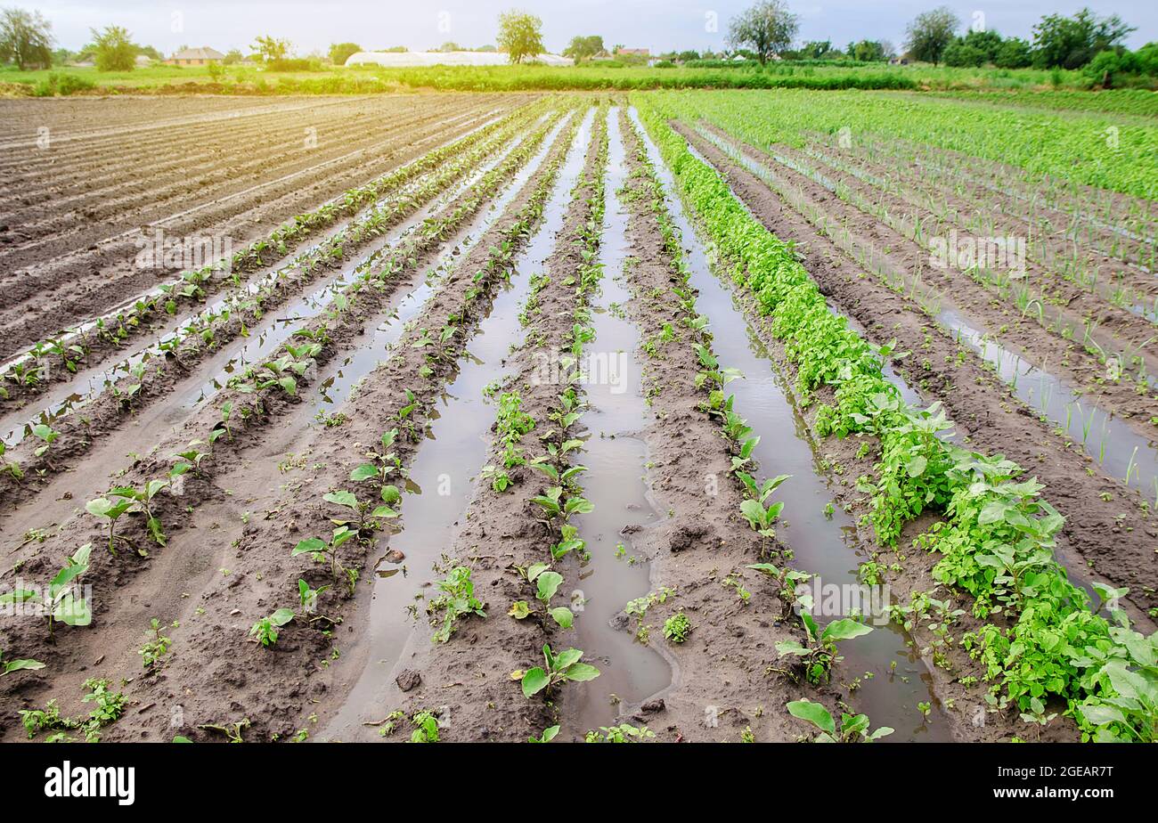 Natural disaster on the farm. Flooded field with seedlings of eggplant
