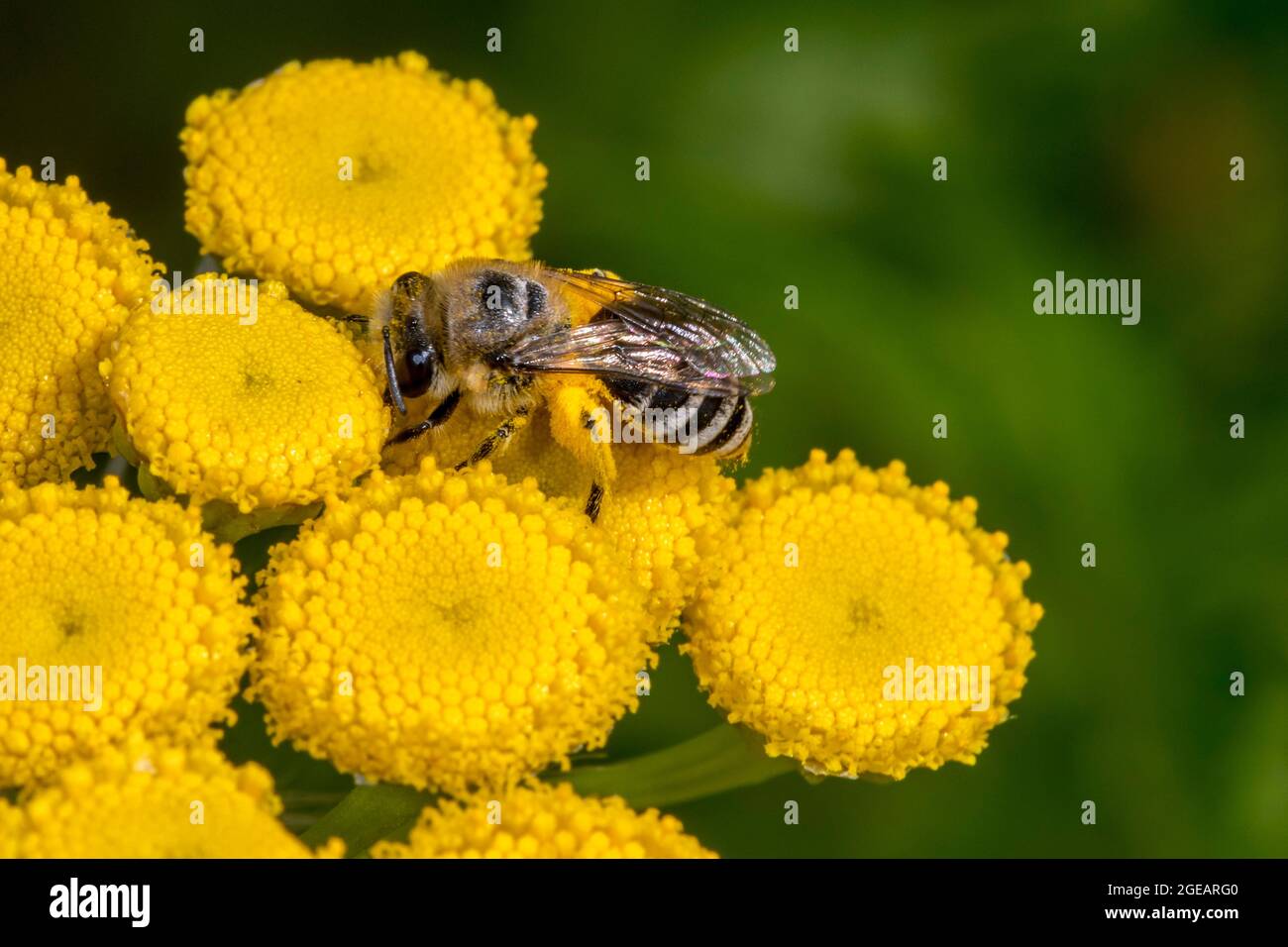 Plasterer bee / Davies’ colletes (Colletes daviesanus) collecting pollen on legs while pollinating tansy (Tanacetum vulgare) in flower in summer Stock Photo