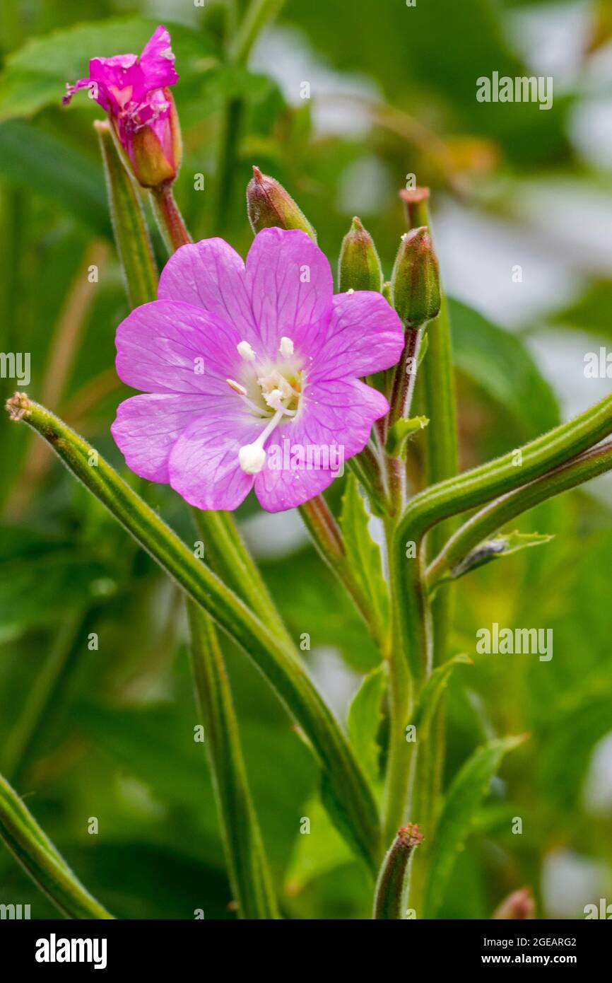 Great willowherb / great hairy willowherb / hairy willowherb (Epilobium hirsutum) in flower in summer Stock Photo