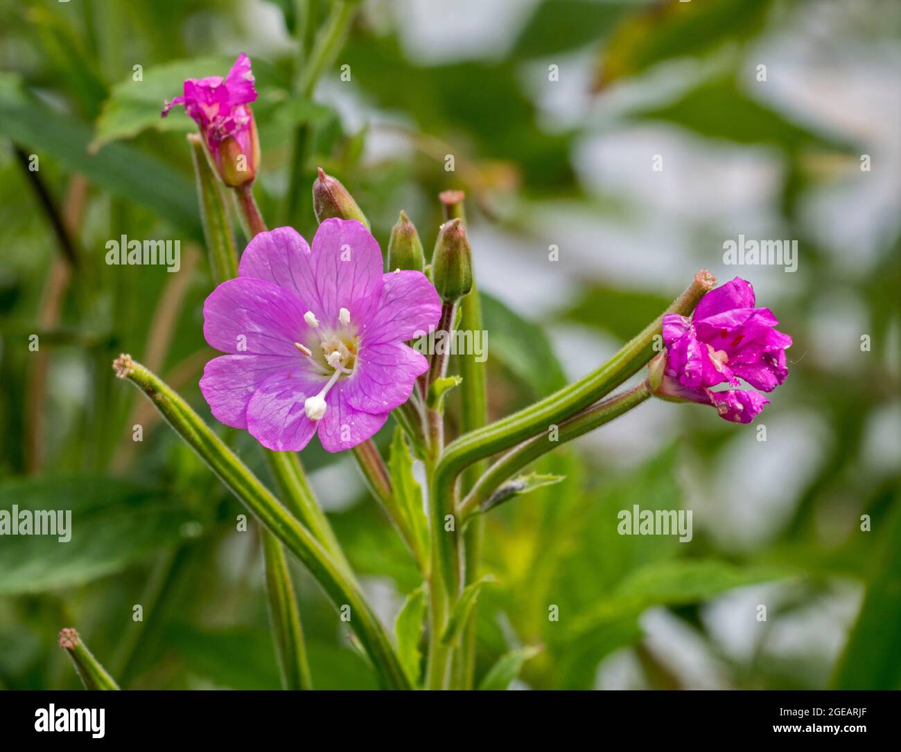 Great willowherb / great hairy willowherb / hairy willowherb (Epilobium hirsutum) in flower in summer Stock Photo