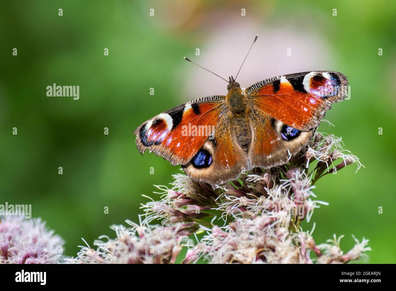 European peacock butterfly (Aglais io / Inachis io) with worn, damaged wings pollinating hemp-agrimony / holy rope flower in summer Stock Photo