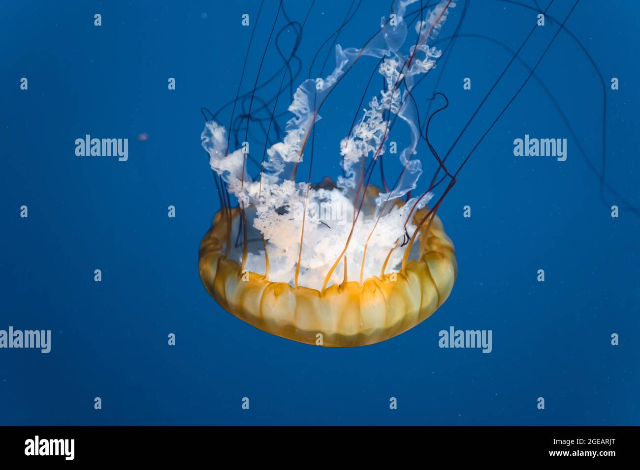 Pacific Sea Nettle jellyfish floating gracefully against a deep blue background. Stock Photo