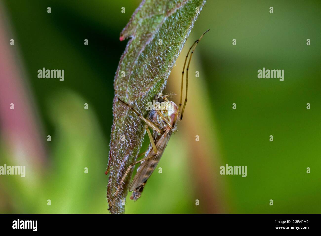 Hironomid / nonbiting midge / lake fly (Chironomus spec.) on leaf in summer Stock Photo