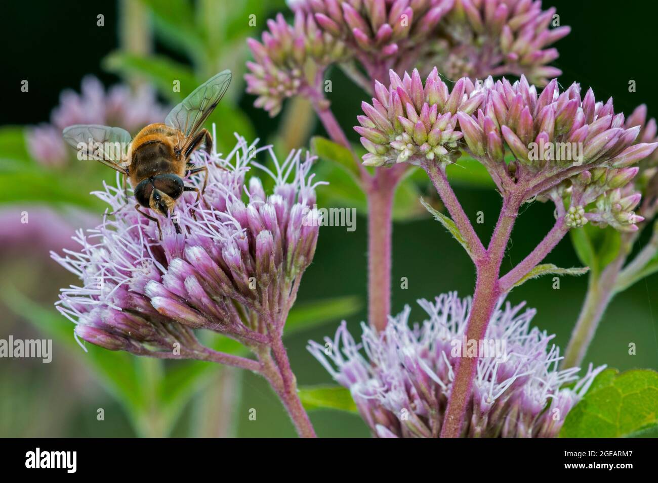 Common drone fly (Eristalis tenax) migratory hoverfly pollinating and feeding on nectar from hemp-agrimony (Eupatorium cannabinum) flower in summer Stock Photo