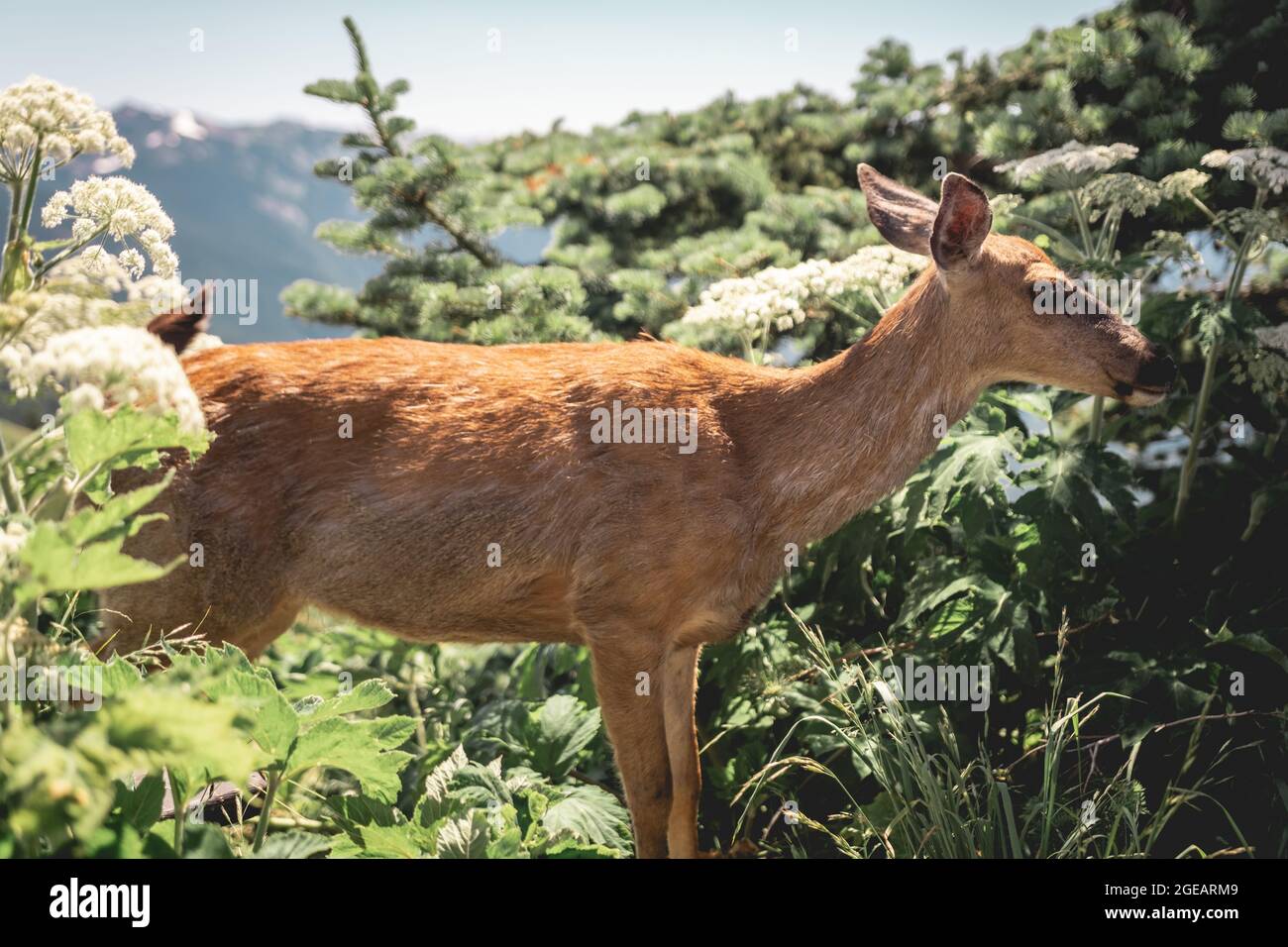 Close-up photo of a deer (doe) looking at the camera, on Hurricane Ridge in Olympic National Park. Stock Photo