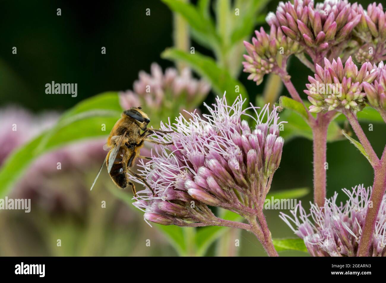 Common drone fly (Eristalis tenax) migratory hoverfly pollinating and feeding on nectar from hemp-agrimony (Eupatorium cannabinum) flower in summer Stock Photo