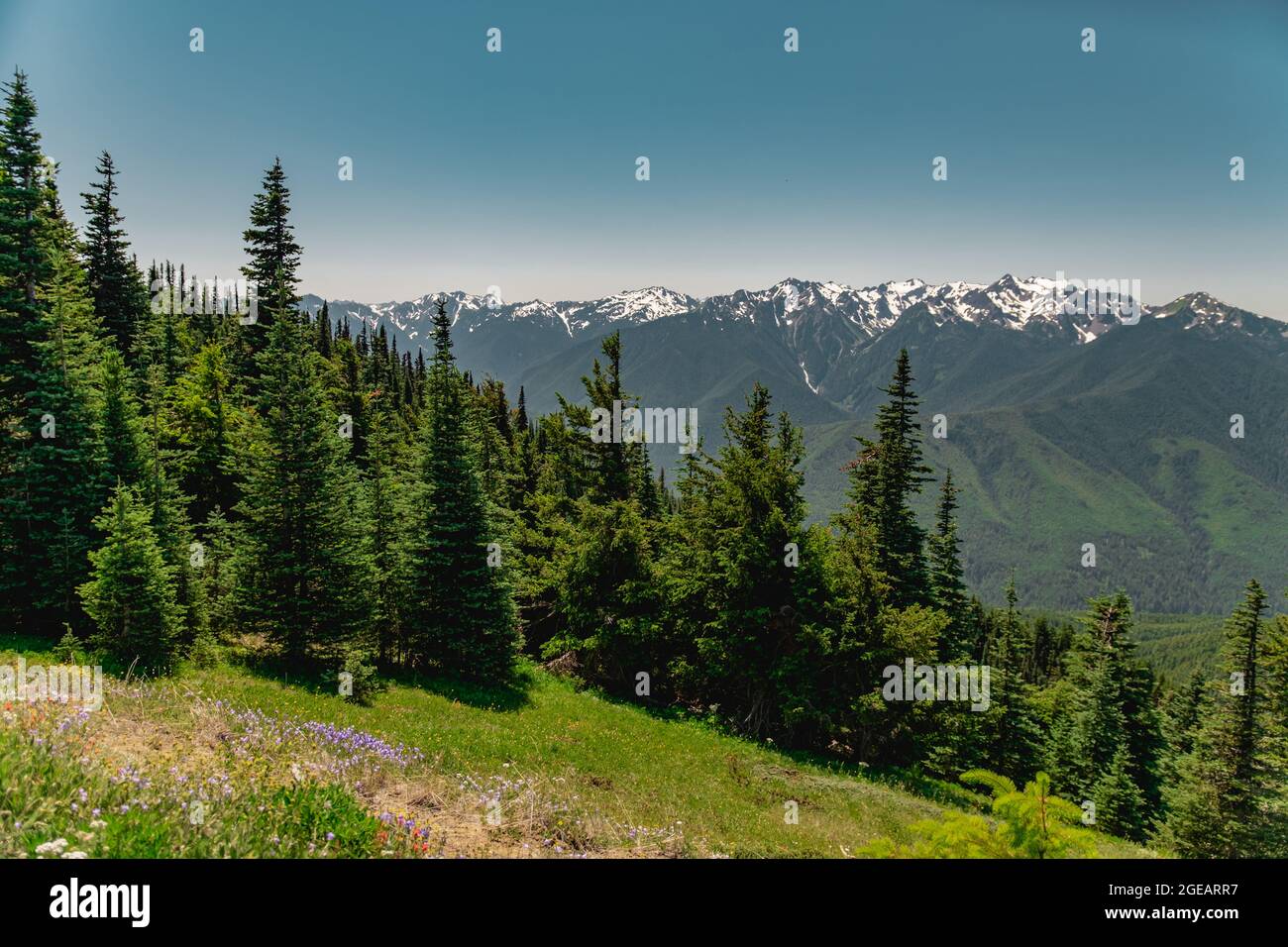 The Olympic mountains in summer, viewed from the Hurricane Hill trail in Olympic National Park. Stock Photo