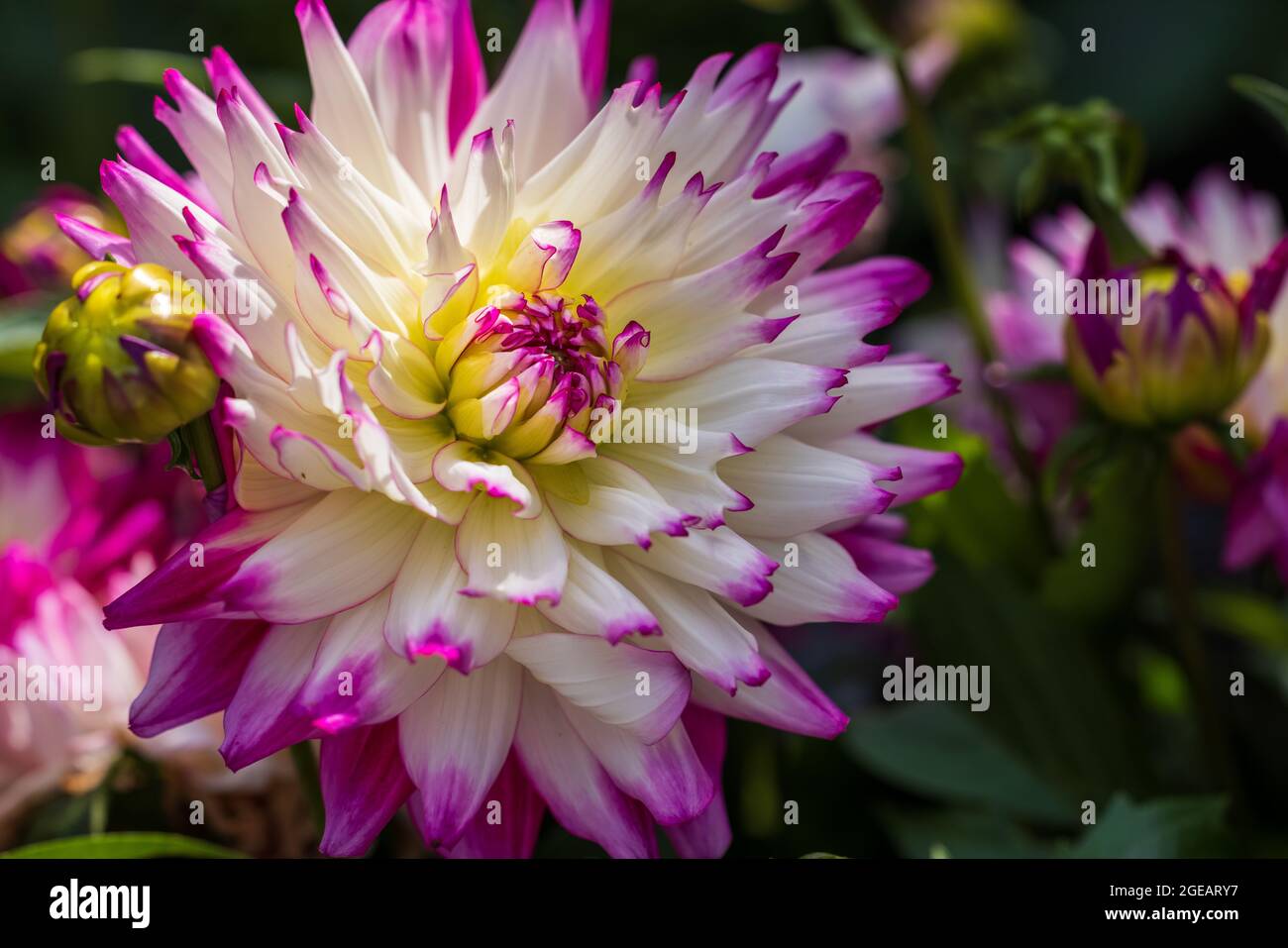 Dahlia Labella ‘Maggiore Rose’ Stock Photo