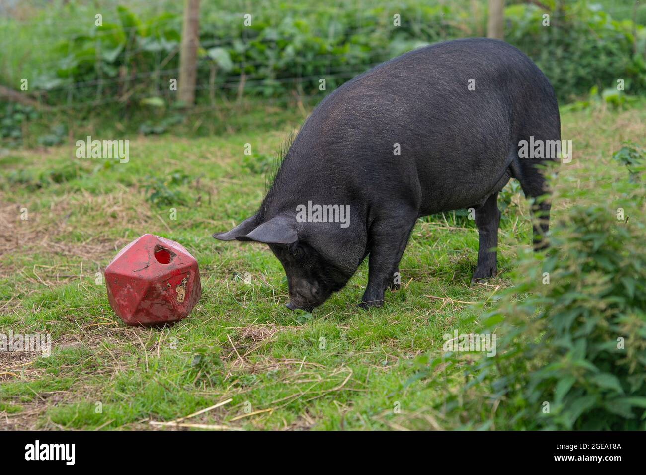 black berkshire pig playing with boredom buster toy Stock Photo Alamy