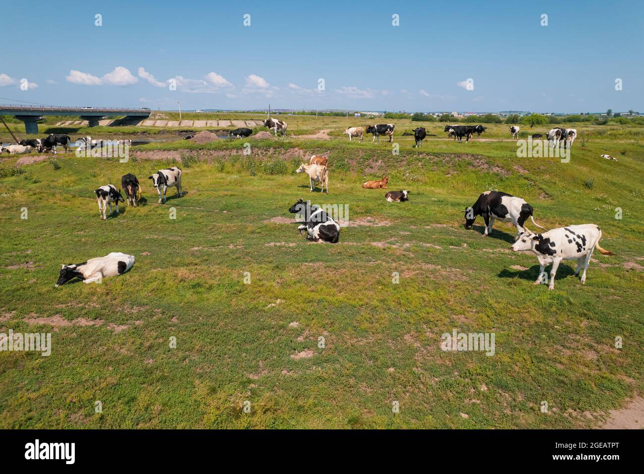 Aerial view of cows herd grazing on pasture field, top view drone pov ...